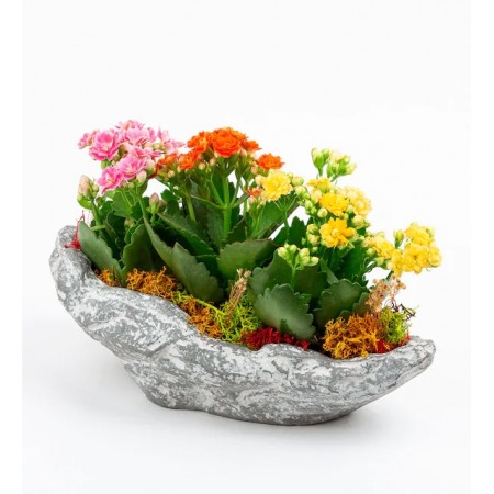 Canyon Serisi 3lü Kalanchoe